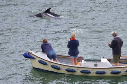 26 June 2021 - 11-10-18
Not so close, but this adult and calf dolphin looked ever so sweet. 
---------------
Dolphin invasion of the river Dart, Dartmouth
